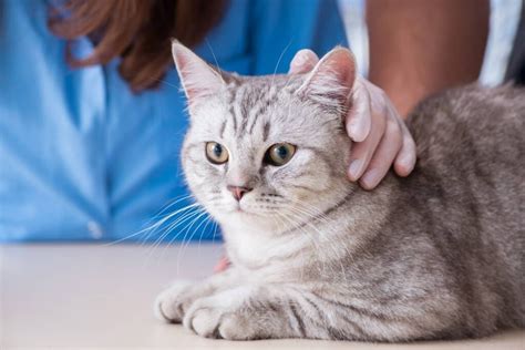 prazosin cat side effects|Prazosin for Cats: Its Uses and Benefits